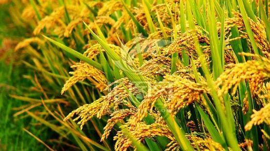 NG|66个水稻泛基因组文献分享