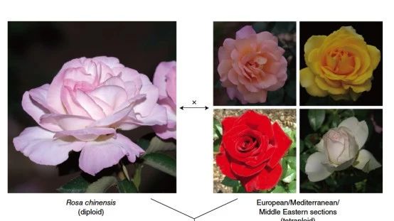 Rosa的基因组测序为现代月季的驯化提供了新见解