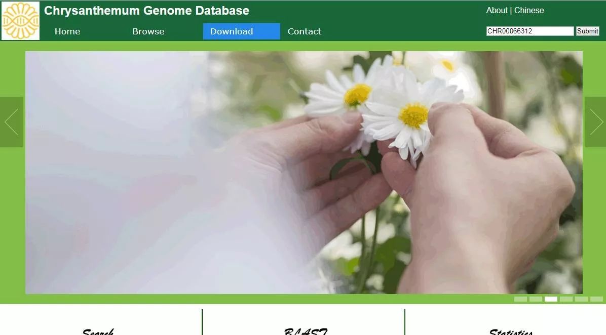 菊花基因组公布|数据库