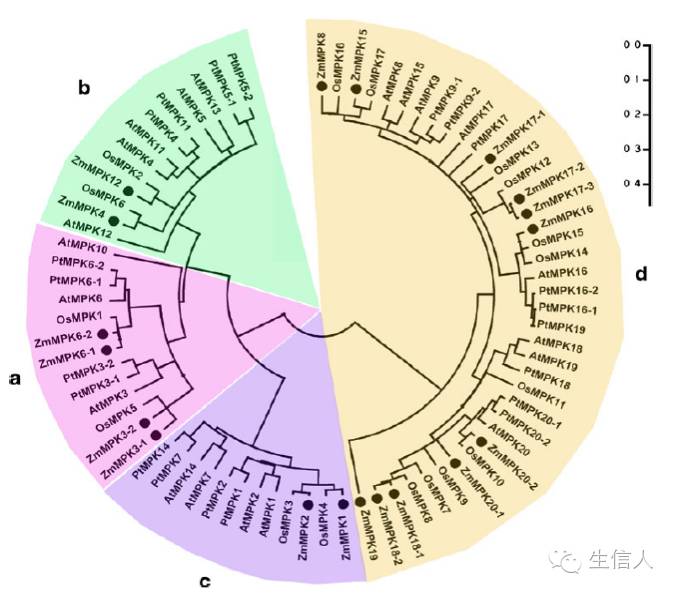 系统进化树构建专题