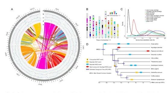 罂粟基因组背后的故事