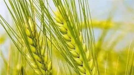 重磅|3篇Science和5篇Nature共同解码小麦基因组