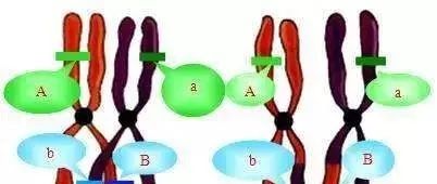 基因变异的star-allele表示法