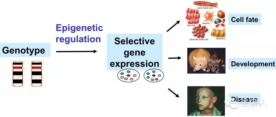 表观遗传学研究进展概述