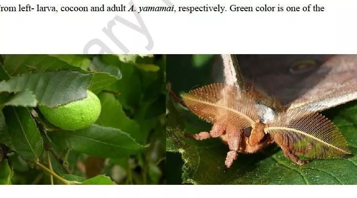 从天蚕基因组谈基因组文章