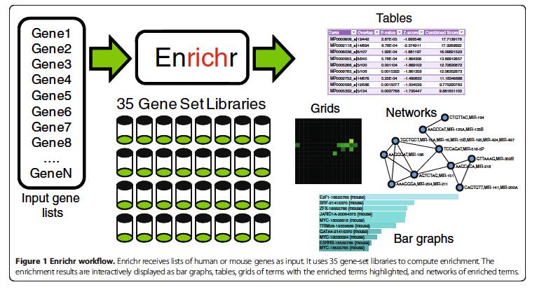 干货|在线富集分析Enrichr介绍