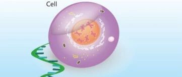 冉冉升起的单细胞新聚类方法
