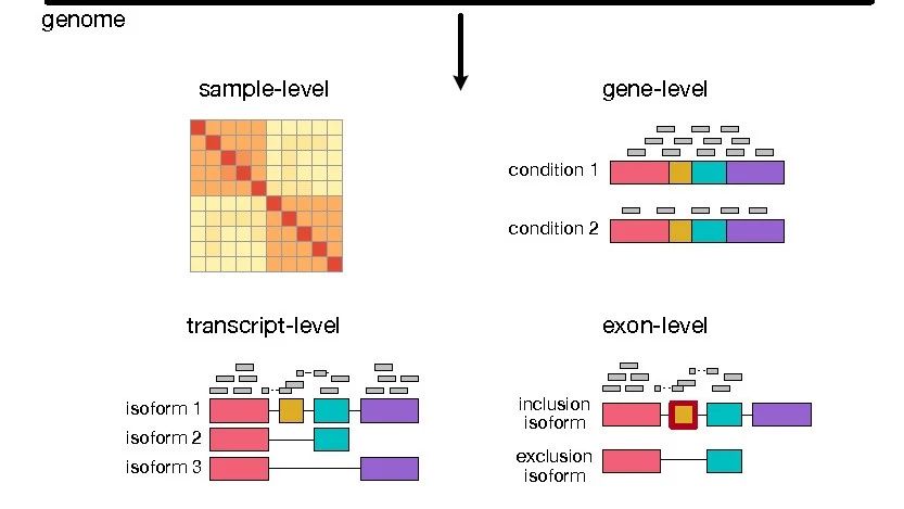 常见的RNA-seq分析方法，看这里~