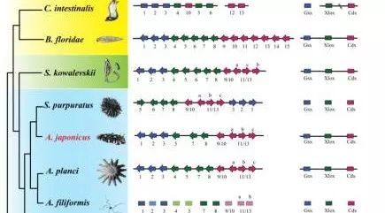 海参基因组解读