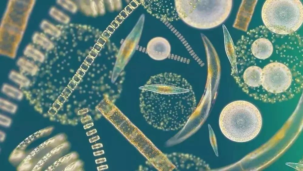 第三期肠道菌与代谢课题设计与国自然基金专题学习班