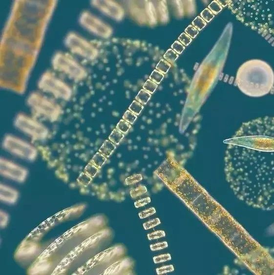 第三期肠道菌与代谢课题设计与国自然基金专题学习班