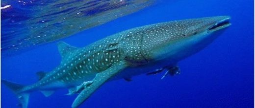 追鲨鲸魂——三篇文章共解地球上吨位最大鱼类基因组