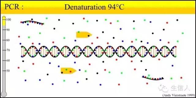 PCR引物设计你知道多少