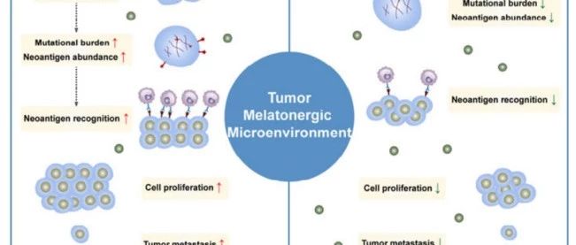 基于14种实体肿瘤的泛癌研究识别肿瘤褪黑激素微环境下的 预后和免疫特征