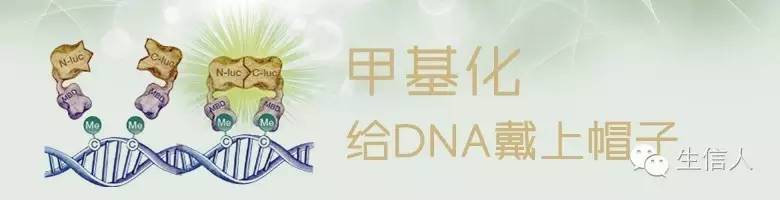 多种工具带你深入DNA甲基化