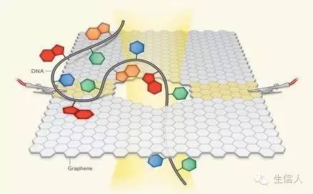 三代测序+光学图谱组装篇：扁形虫基因组组装
