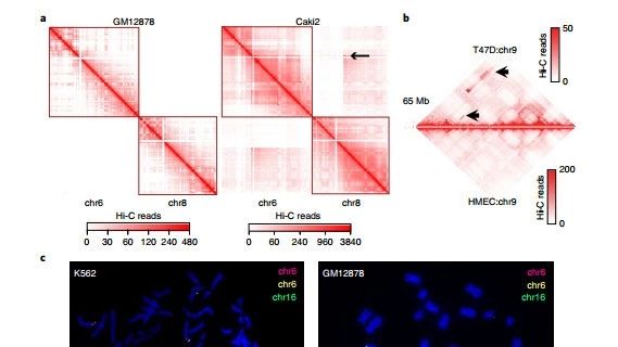 Nature Genetics|多种测序手段系统鉴定基因组SV