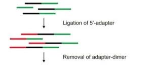 QsRNA-seq：一种用于对小RNA进行高通量鉴别和定量的方法