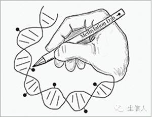 甲基化：给DNA戴上帽子