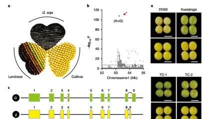 Nature genetics:不同作物驯化过程中休眠基因的平行选择