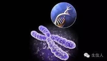 如何利用测序数据判断基因组倍性