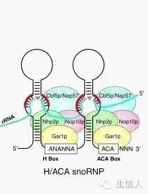 使用 snoscan 和 snoGPS 进行 snoRNAs 分析