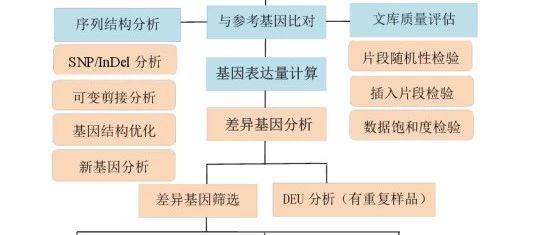 小鬼的有参转录组测序分析专题（一）