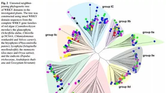 系统进化树软件—MEGA介绍