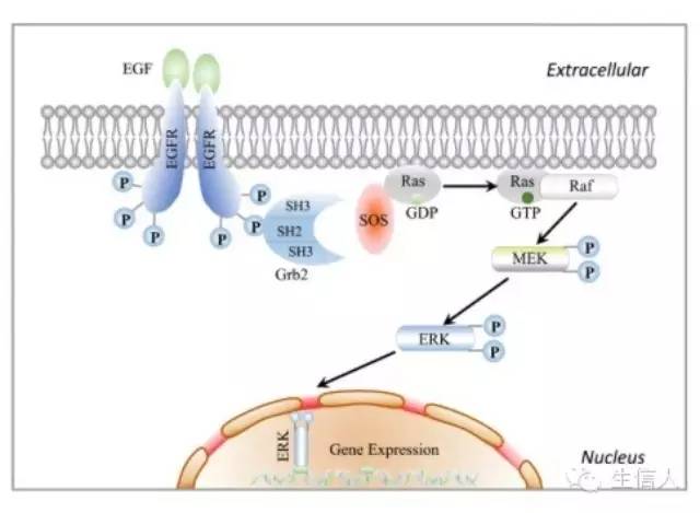 PPT绘制信号通路？