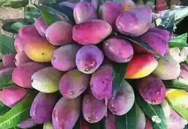 植物生物学常用数据库