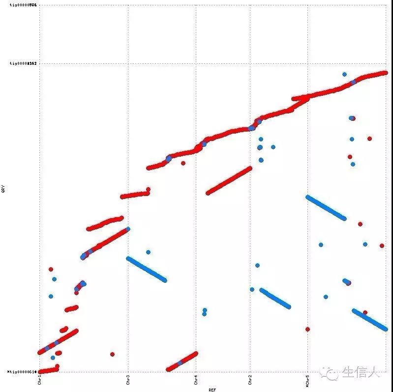 MUMER--近缘物种共线性分析工具