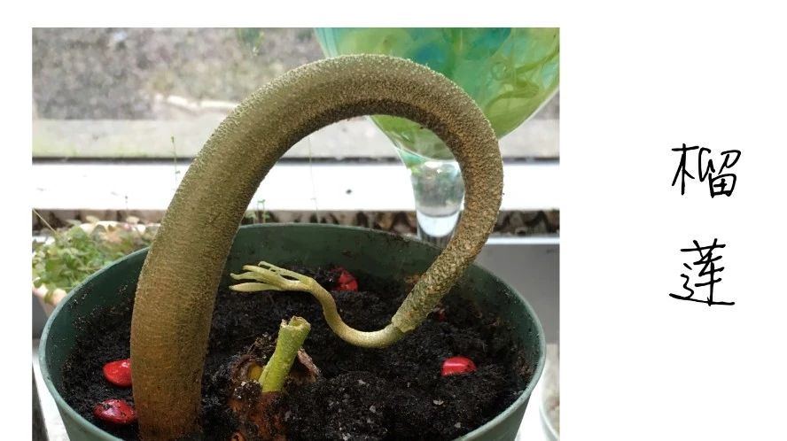 七夕专题*一颗强大的心脏