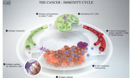 爆点锁定：肿瘤的免疫逃逸，究竟谁在捣鬼？