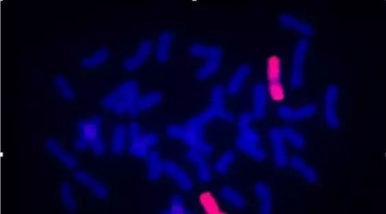 染色体三维构象研究技术