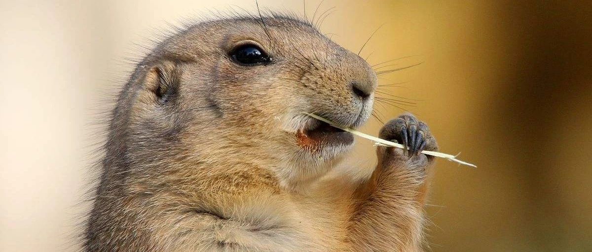 喜马拉雅旱獭基因组揭示其缺氧和冷适应机制