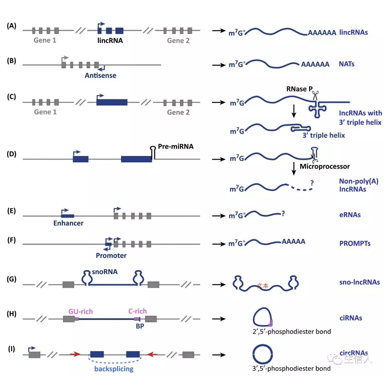 CircRNA-piRNA-siRNA-snoRNA软件汇总