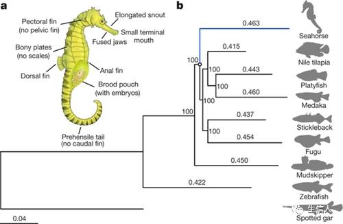 资讯：海马为什么是“爸爸”生的？华大基因参与破译虎尾海马全基因组