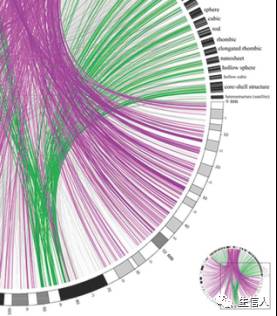 1、circos简单了解