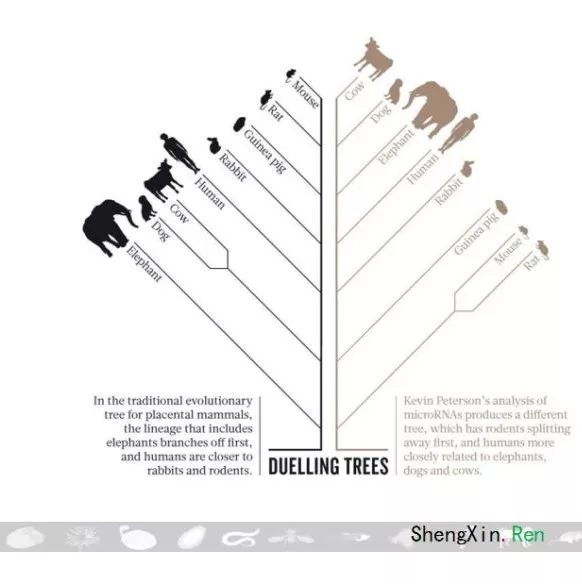 1折抢购|进化树构建视频课程