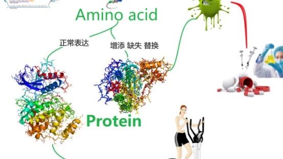 GDP：从基因G突变到药物D研发，中间隔着一枚蛋白质P