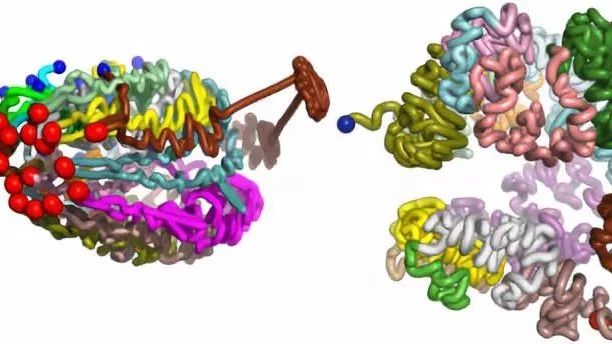 【Nature】菲沙基因助力中科院上海植生所发表Hi-C重磅成果！