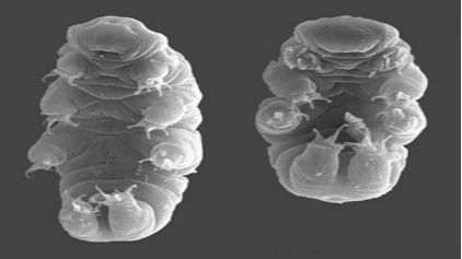 DNA的“神偷卡门”：三体怪兽水熊虫基因组传奇