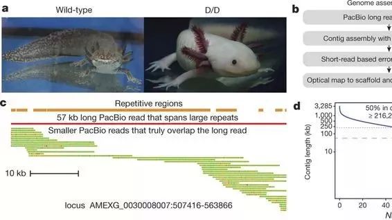 Nature|32Gb超大蝾螈基因组发表（史上最大基因组）