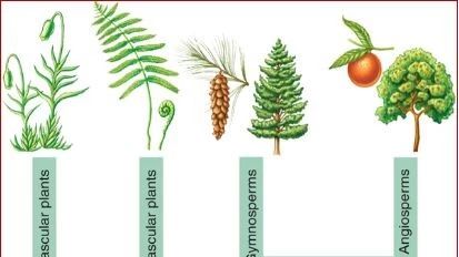 手把手教学系统进化树构建