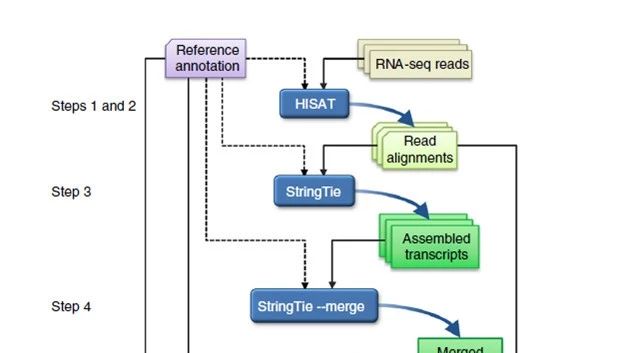 一步一步教你做转录组分析（HISAT, StringTie and Ballgown）