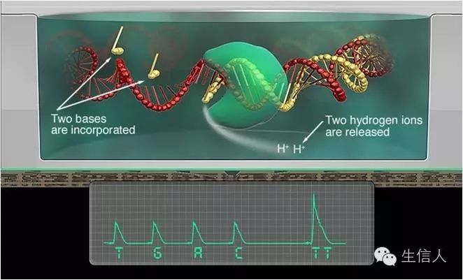 基因组测序基本原理讲解