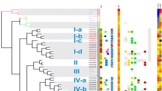 进化树作图专题四：在线绘树工具盘点