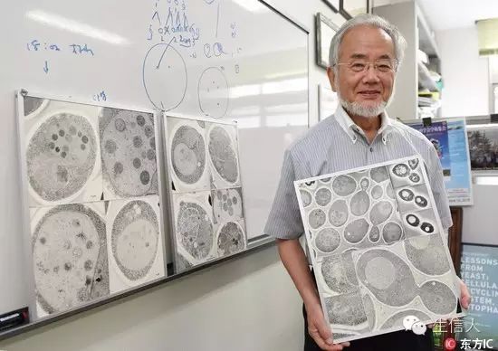 细胞自噬其实是个鬼故事