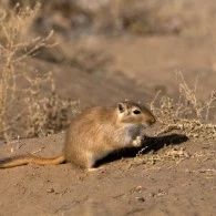 免费定制公开数据库挖掘方案