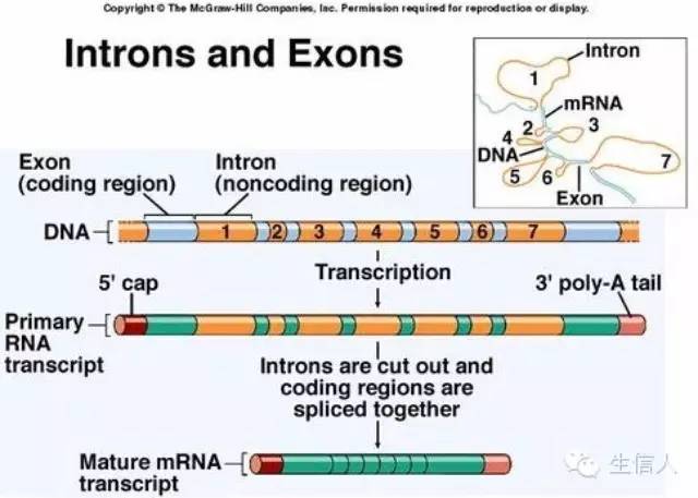 基因结构介绍--纯干货